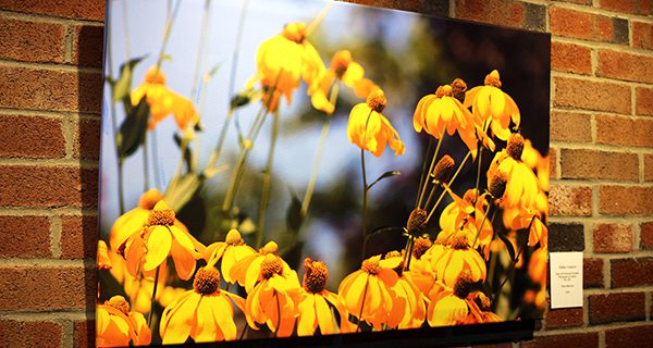 Medfield Photographer Set to Debut Solo Art Show ...
