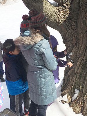 Outside of the Wellesley Library there is a sugar maple, which allowed the kids to see sugaring in action. Land’s Sake Education Coordinator Katie Metzger brought a hand drill, allowing Wellesley’s kids to be a part of the maple-tapping process.