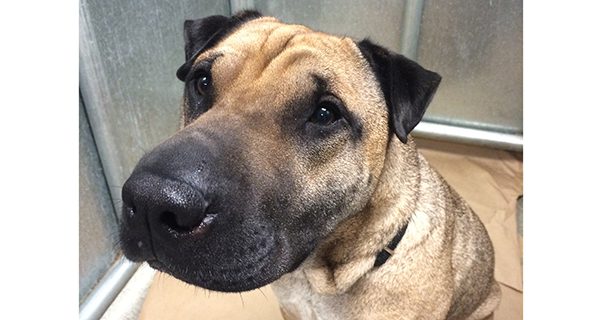 Micah, a four year old Shar Pei, is looking for a loving family to call his own. Photos by Mary Kate Nolan