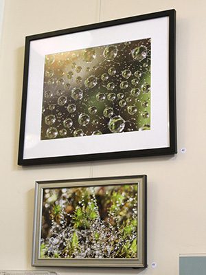 'Web Dew, Medfield Backyard’ and 'Bejeweled Groundcover, Pineneedle Park' are two of Medfielder Chuck Ferullo’s impressive macro photos. Photos by Laura Drinan