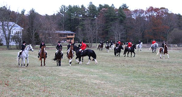A group of riders and their horses gallop into Powisset field to greet spectators and rest during their drag hunt.