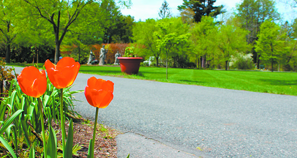Tulips bloom at Elm Bank as the Massachusetts Horticultural Society continues to prepare the space for the spring, summer, and fall.