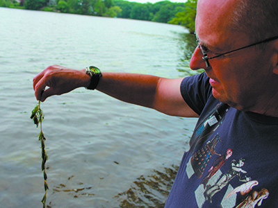 Richard Howell holding invasive plant found in the pond, watermilfoil. Photos by Daniel Curtin