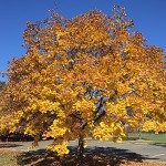 Jolly green giants: the wonder of trees