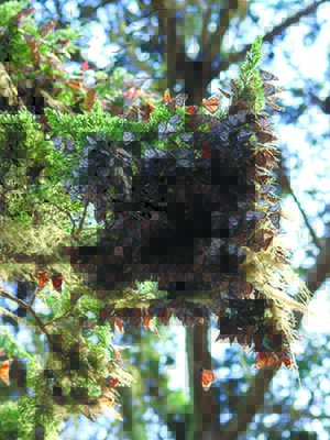 Overwintering monarchs gather on a tree branch in Mexico to conserve heat. The butterflies will travel thousands of miles in their journey to hibernate.