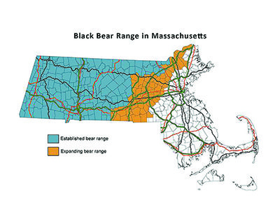 The range of the black bear in Massachusetts is moving steadily eastward. Photo courtesy of Mass Division of Fisheries and Wildlife.