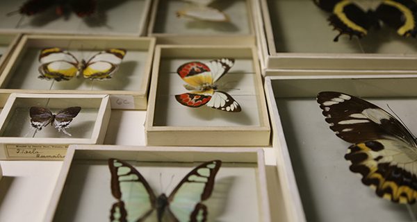 Just a few of the thousands of treasures within the Wellesley Historical Society. Photos by Alex Oliveira