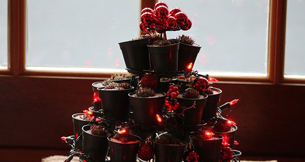 This year’s crop of trees stretched what you would consider a Christmas tree, like this one crafted out of houseplants.
